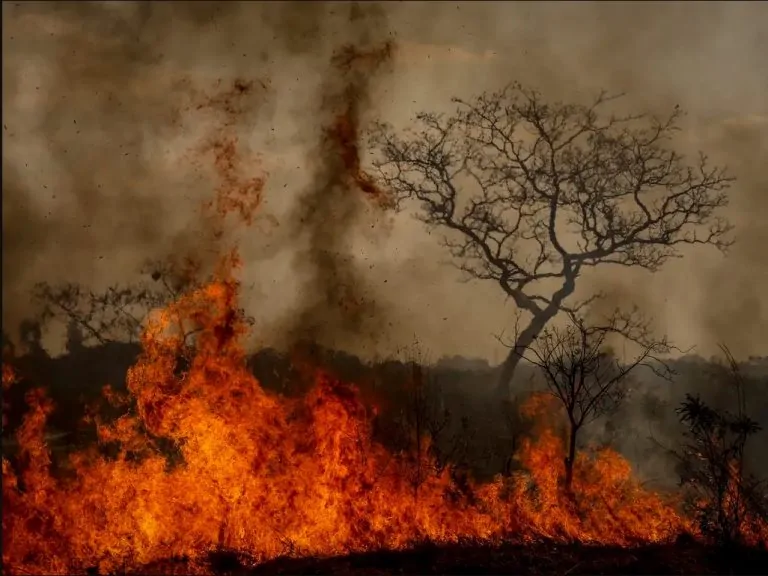 Queimadas e o Papel dos Administradores na Gestão Ambiental e de Crises