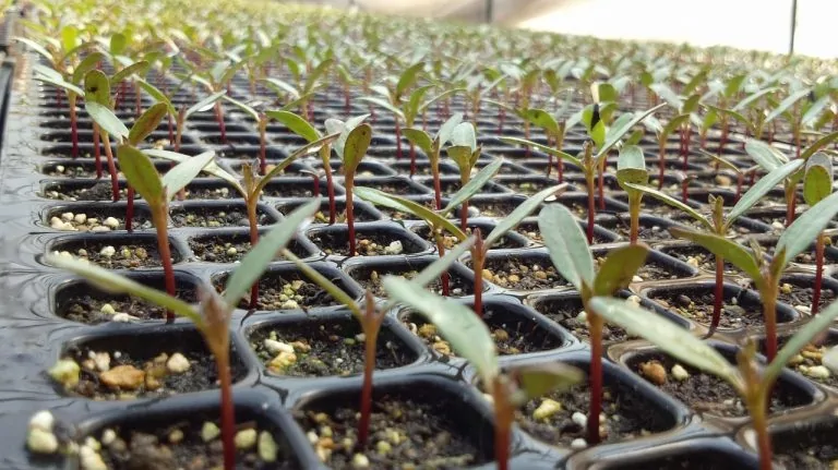 Chamada Pública: “Doação de Mudas – Quem planta Floresta Colhe Água”